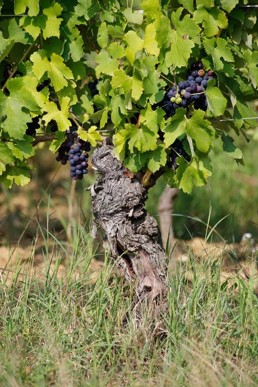 Tenuta Montebello Villa Rocca Grimalda Eksteriør billede